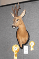 2011-capriolo